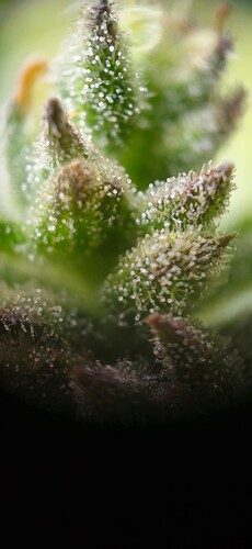 Growreport Bild 7