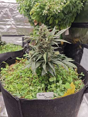 Growreport Bild 17