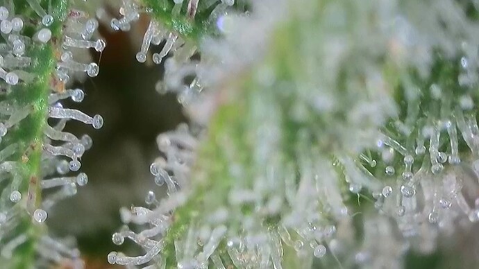 Growreport Bild 52