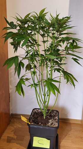 Eine Cannabis-Pflanze in einem quadratischen Topf, die gelollipoppt wurde.