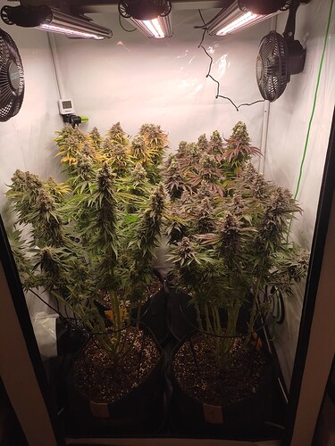Growreport Bild 39