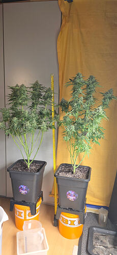 Growreport Bild 28