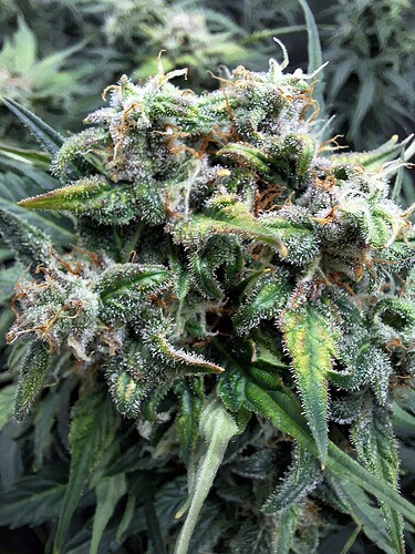 Growreport Bild 16