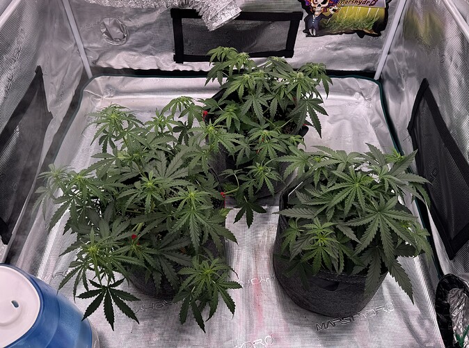 Growreport Bild 39