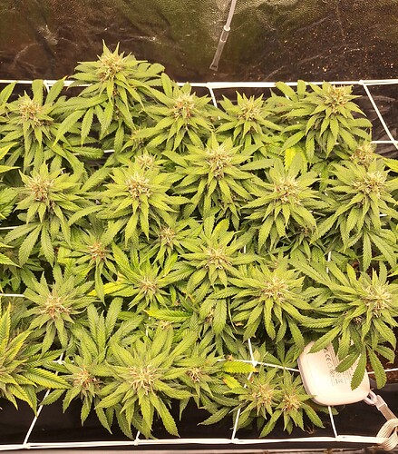 Growreport Bild 10