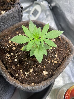 Growreport Bild 32