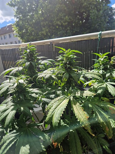 Growreport Bild 12