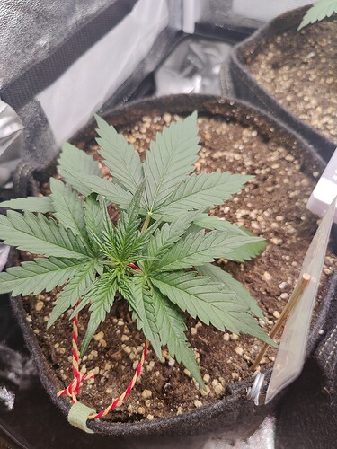 Growreport Bild 15