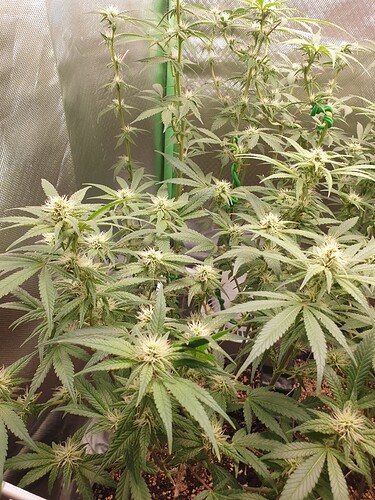 Growreport Bild 2