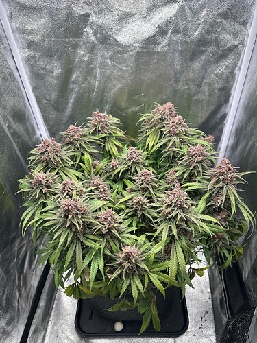 Growreport Bild 7
