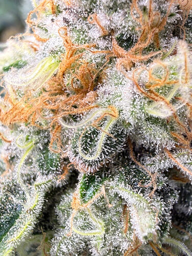 Growreport Bild 13