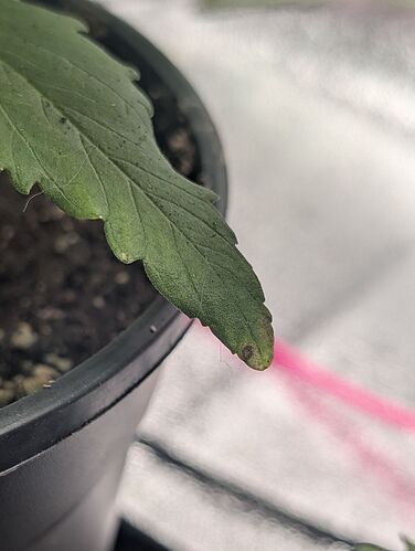 IMG_20250312_163540_931~3