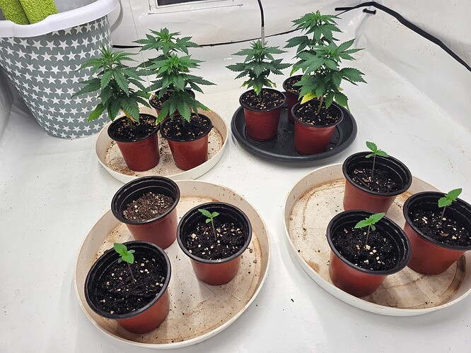 Growreport Bild 1