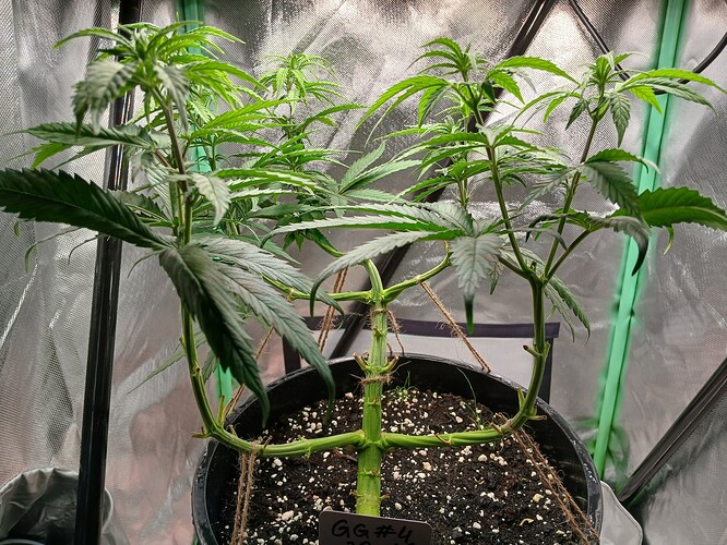 Growreport Bild 1