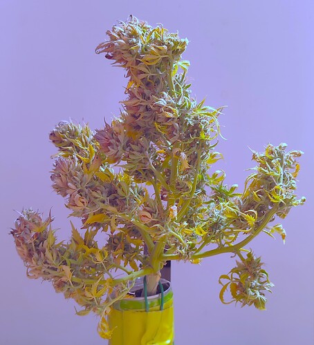 Growreport Bild 58
