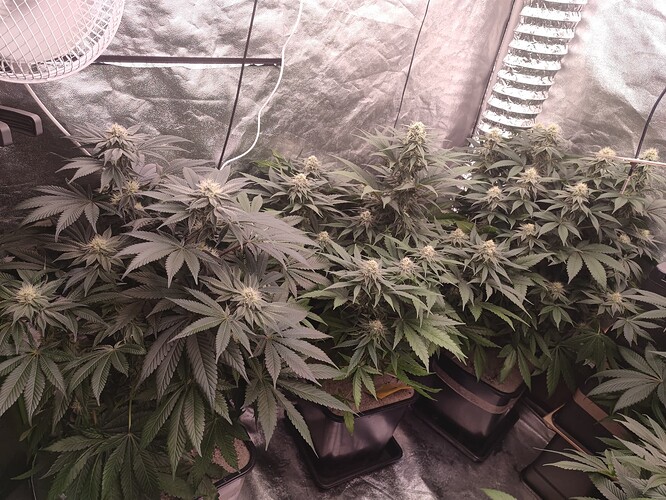 Growreport Bild 78
