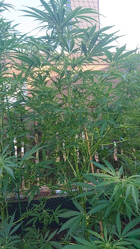 Growreport Bild 2