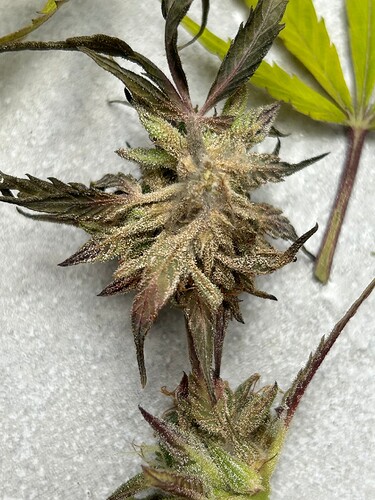 Growreport Bild 26