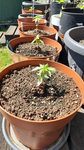Growreport Bild 1