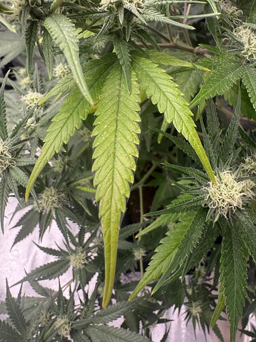 Growreport Bild 1