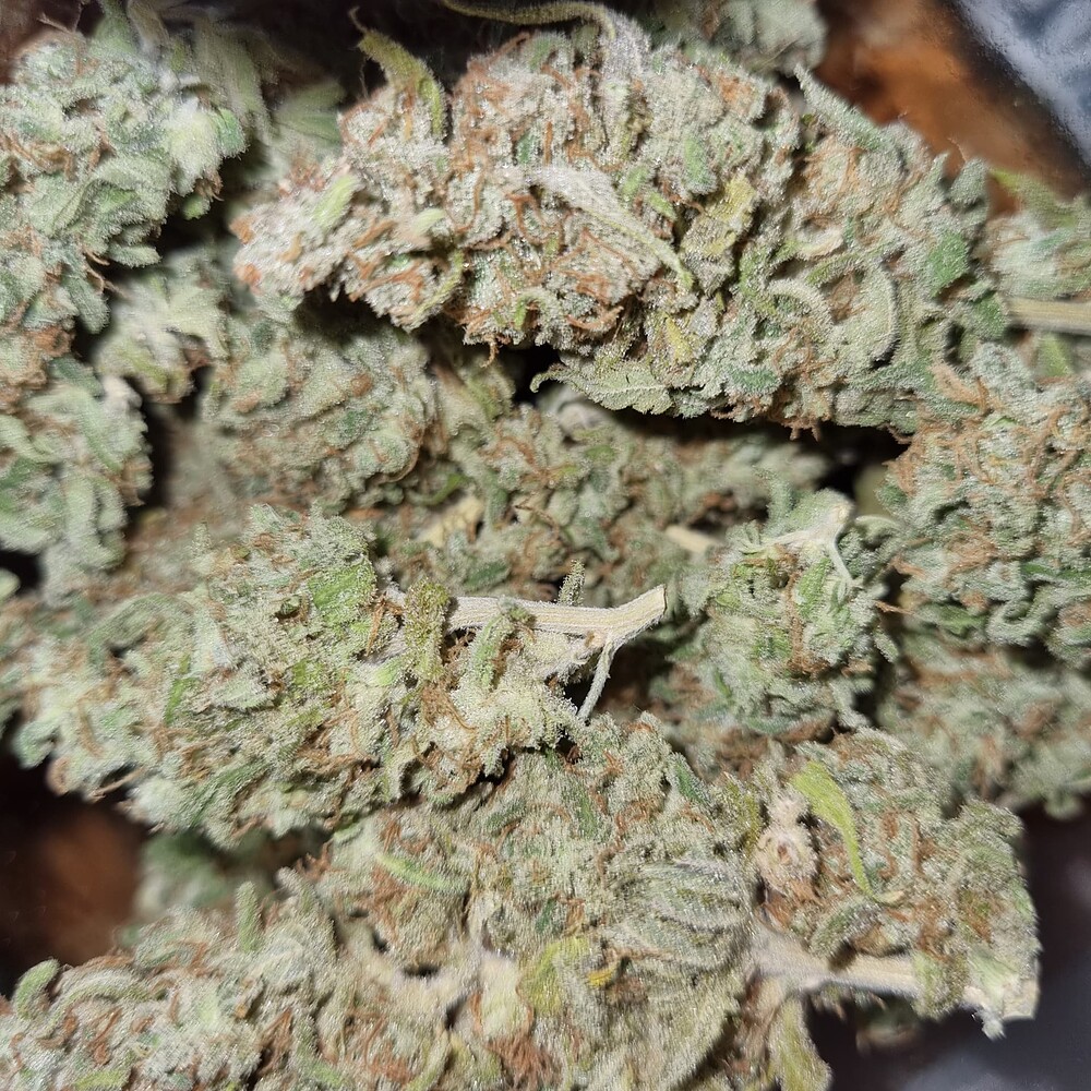 80x80x180 Organisch Sanlight evo 3-80 White Cheese Gelato420