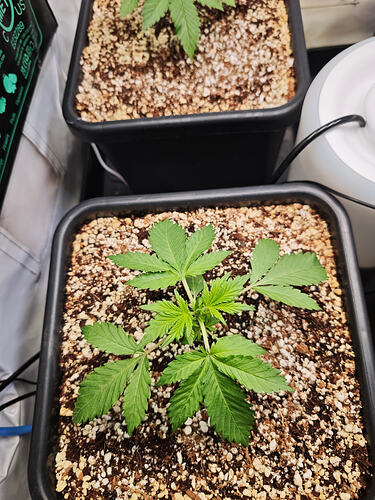 Growreport Bild 36