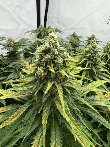 Growreport Bild 9