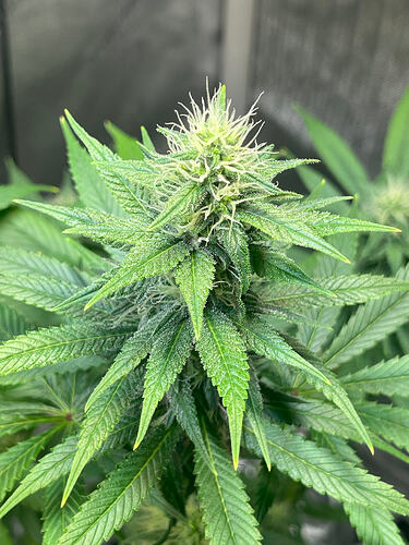 Growreport Bild 12