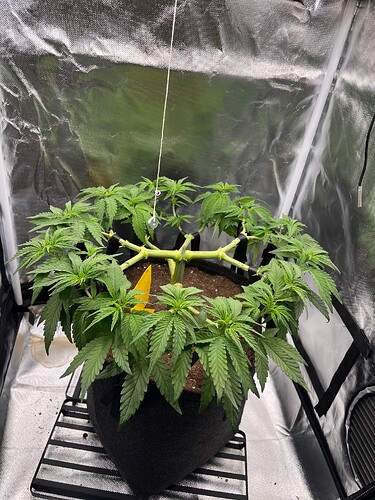 Growreport Bild 7