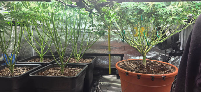 Growreport Bild 25