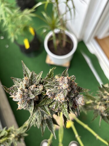 Growreport Bild 29