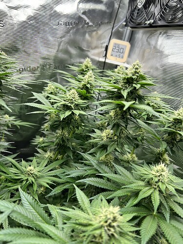 Nahaufnahme von Cannabis-Pflanzen in der Blütephase in einem Growzelt mit einem digitalen Thermometer/Hygrometer im Hintergrund.