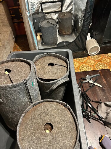 Growreport Bild 2