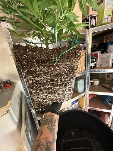 Growreport Bild 51