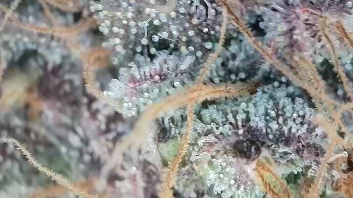 Growreport Bild 2