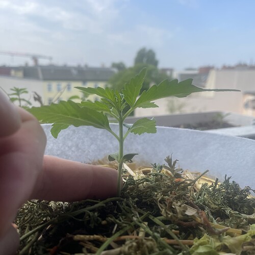 Growreport Bild 6