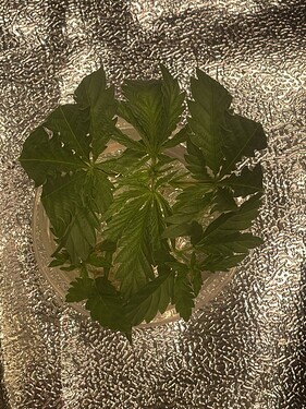 Growreport Bild 20