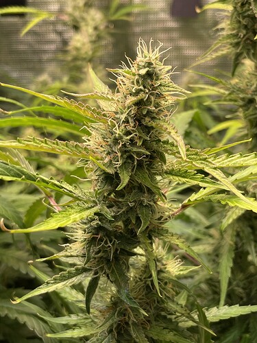 Growreport Bild 8