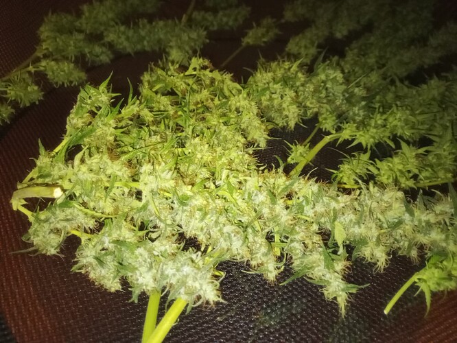 Growreport Bild 11