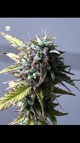 Growreport Bild 23