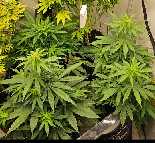 Screenshot_20241020_003833_Gallery