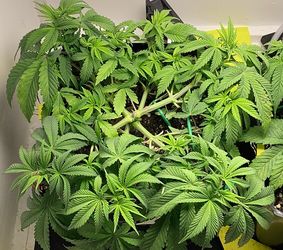 Growreport Bild 2