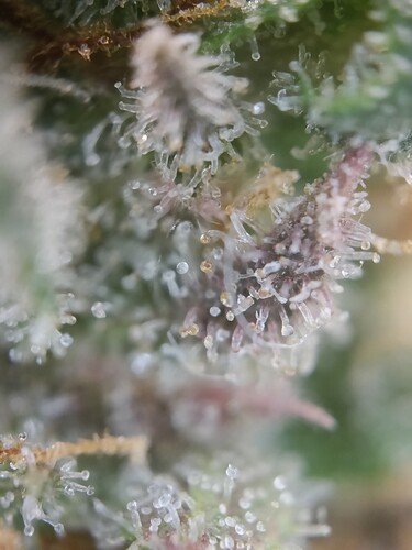 Growreport Bild 14