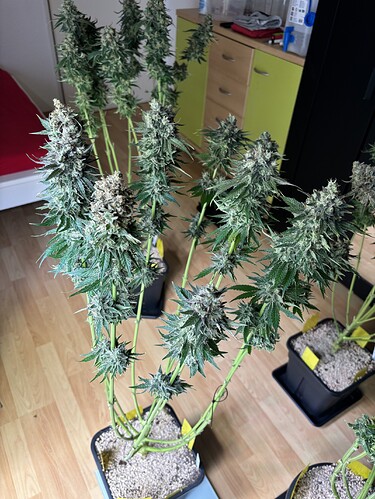 Growreport Bild 77