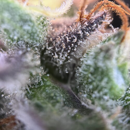 Growreport Bild 8