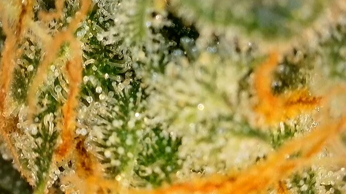 Growreport Bild 5