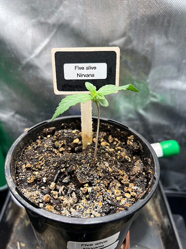 Growreport Bild 6