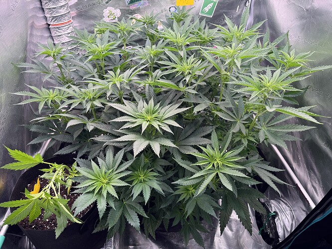Growreport Bild 12