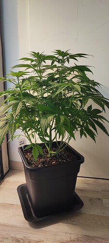 Growreport Bild 3