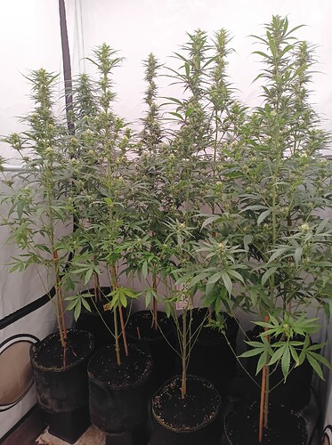 Growreport Bild 20